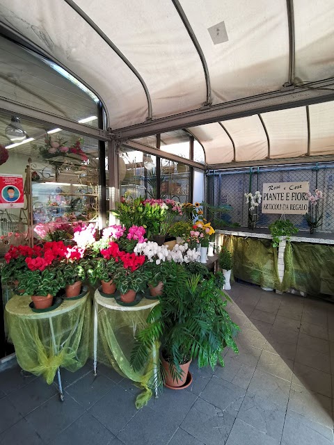 Rose e Cose - Piante, Fiori, Articoli da Regalo - Fioraio Genova