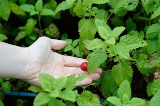 Le Erbe di Brillor Detersivi Naturali Detergenti Ecologici