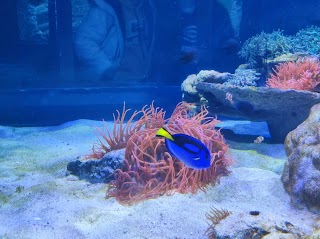 Acquario di Napoli