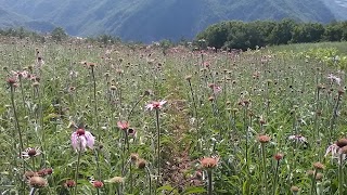 Erboristeria Le Erbe della Terra di Orietta Bertolini