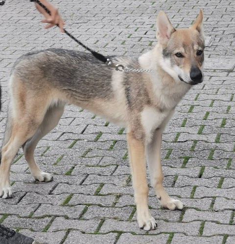 Ambulatorio Veterinari Associati Vanni E Benetti