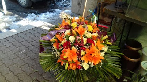 Piante e Fiori .... Da Antonio Roma