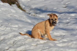 Centro Veterinario Vallebelbo Di Vallarino Alessandra E Rivella Lia