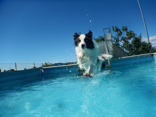 Piscina per Cani Tabui