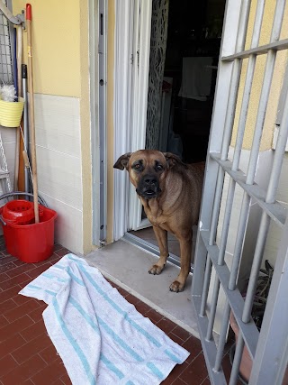 AMBULATORIO VETERINARIO DOTT. ANTONIO MASTANTUONO