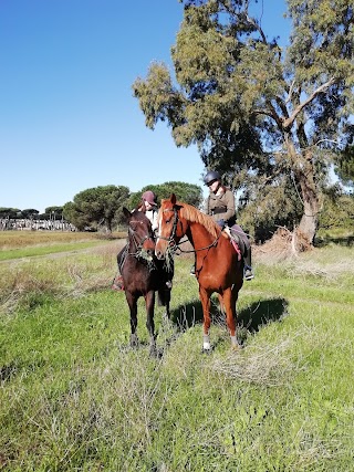 Horse Farm