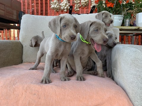 Azienda agricola La maison de Adeline allevamento pensione per cani produttore di orticole piccoli frutti