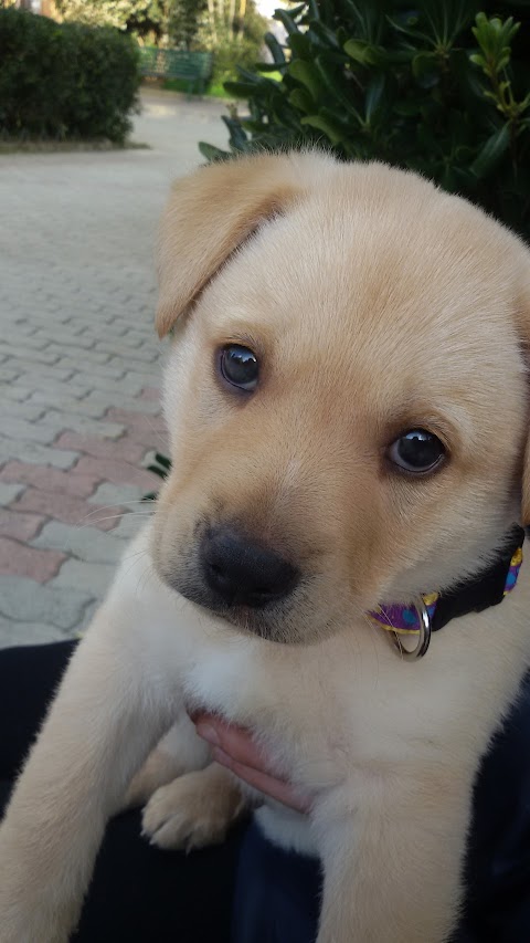 Rifugio Del Cane Agada - Associazione Amici Degli Animali