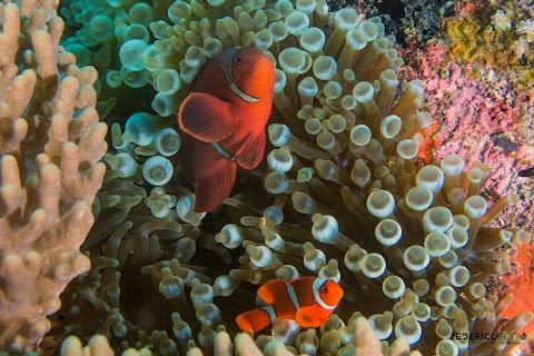 Ondanomala Diving School ASD