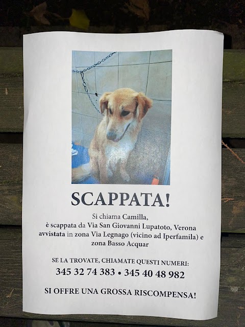 Ambulatorio Veterinario San Giovanni Lupatoto Di Carosi E Chubb