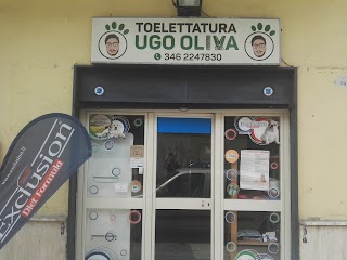 Toelettatura Ugo Oliva