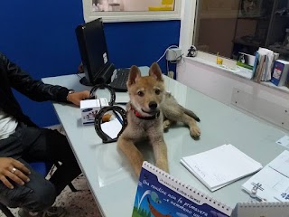 CENTRO VETERINARIO CAMPOREALE Dott.ssa Alessandra Di Martino