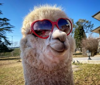 La Fattoria di Marta - Alpaca Garda