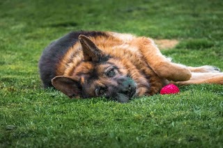 Uomini e Cani Genova