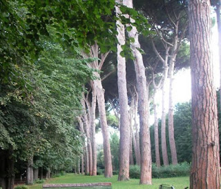 Pineta della Reggia di Caserta