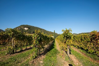 Azienda Agricola Le Salette