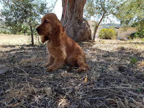 Cocker inglese allevamento di casa ANTONINO, bagheria toelettatura stripping, cani e gatti