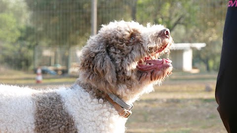 Centro Cinofilo "Malpelo" - Pensione Cani Addestramento Agility Dog