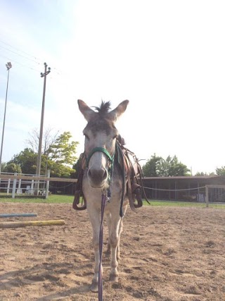 Ar scuola equitazione monta Western