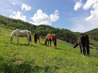 Maneggio il Poggiolo Valle Sintria