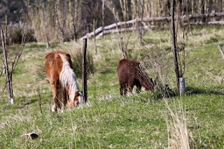 Azienda Agricola Arca di Nenè di Ottaviani Valentina