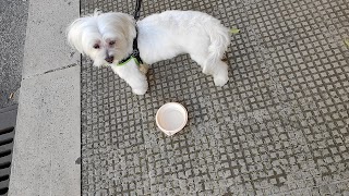 Ambulatorio Veterinario San Francesco Dr. Angelo Carucci