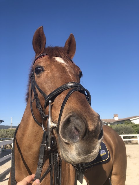 Centro Equestre Barone - Scuola di Equitazione per adulti e bambini