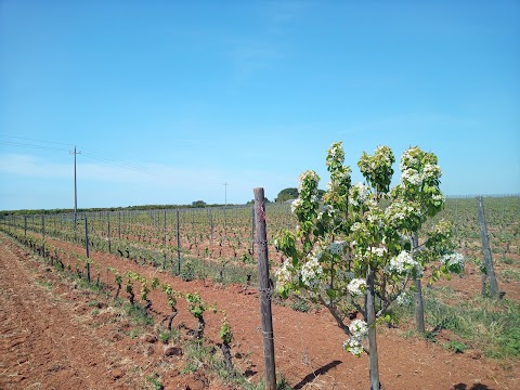 Vigna di Pettineo