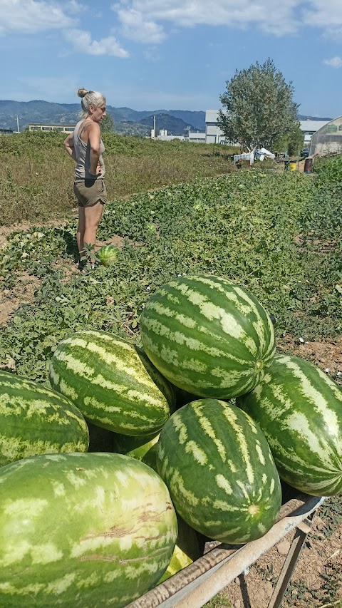 Azienda Agricola Le Palme Di Fantozzi Alessandro