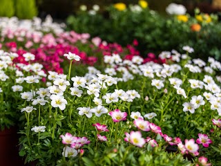 Boscheri Garden