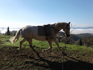 Federazione Nazionale Turismo Equestre