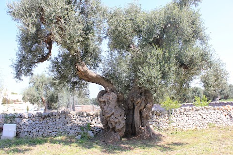 Masseria Tenuta Scaglione