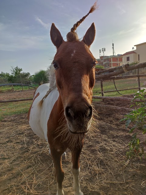 C.I.S.E. TEAM HORSES. Centro ippico