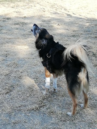 Ospedale Veterinario Farnesiana