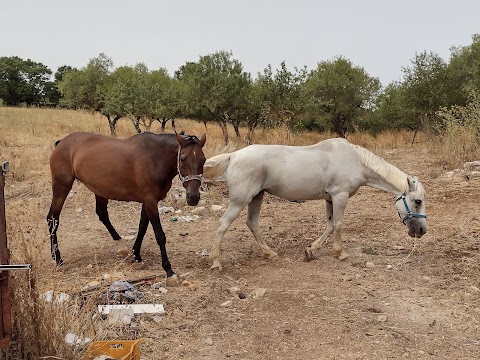 Maneggio "A.s.d. Equestrian Academy" - Monopoli - Scuola di Equitazione