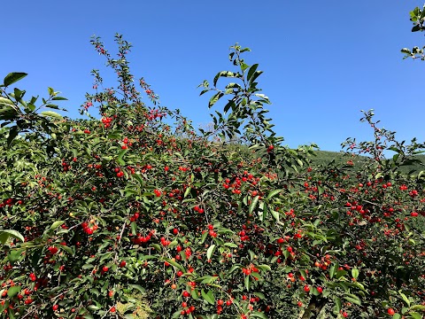 Podere La Contessa