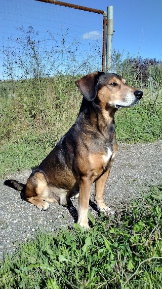 Ambulatorio Veterinario Porcino Giorgio