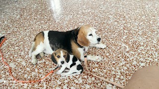 Ambulatorio Veterinario San Benedetto Dott. Iuzzolino Antonio