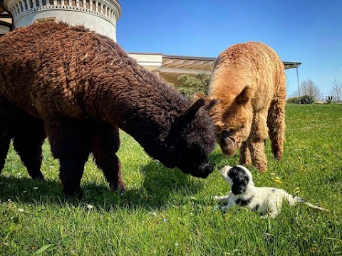 La Fattoria di Marta - Alpaca Garda