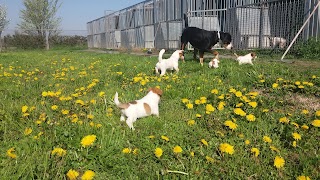 Piccole Grandi Orme - Circolo Ippico, Allevamento e pensione cani