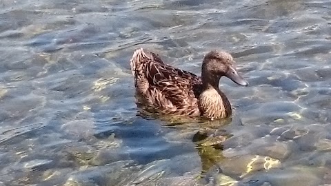 Piscina La Palme