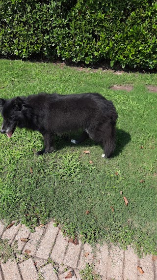 Pensione per cani e gatti Il Ciliegio Di San Giovanni