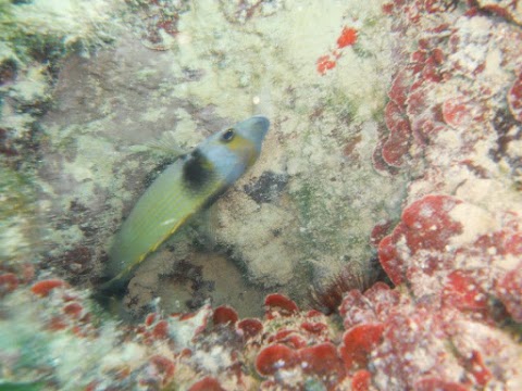 A.S. Gli Immergibili Diving Club Ostuni