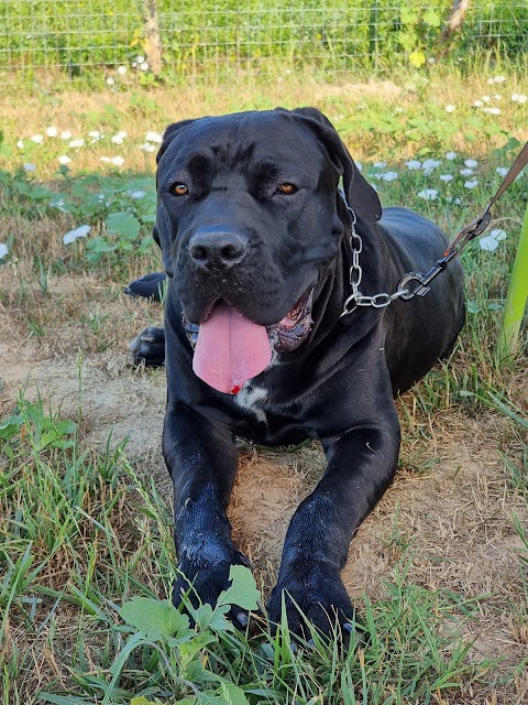 Centro Cinofilo L'Essenza del Cane A.S.D.