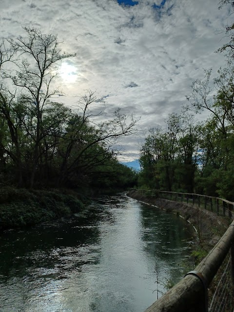 Il Ramo Delle Streghe