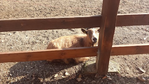 Steccato con animali da fattoria