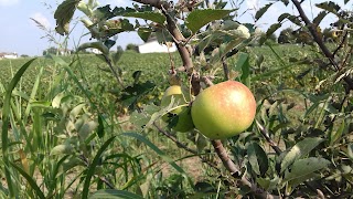 Azienda Agricola Ferron