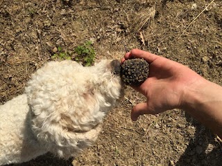 TRUFFLE TOUR