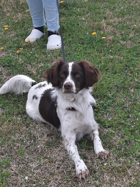 Mi Fido Toelettatura & Dog Parking