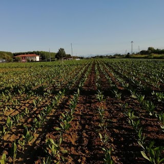 Azienda Agricola Marinato Samuele